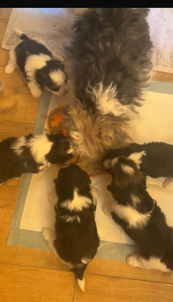 Biewer terrier