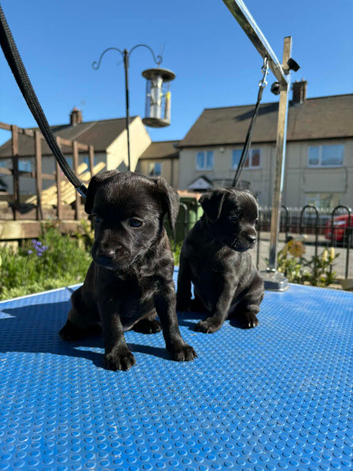 Patterdale terriers boy and girl