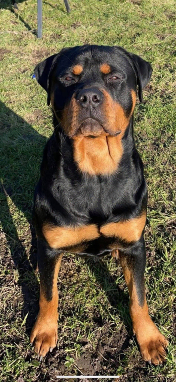 Male stud 5 years old