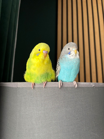 Budgie male and female