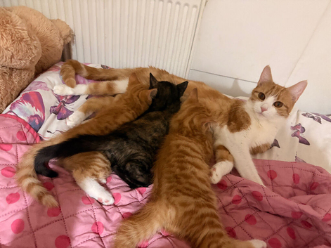 Kittens for sale