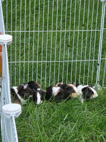 Male guinea pigs for sale