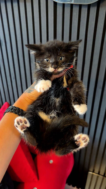 Fluffy kittens