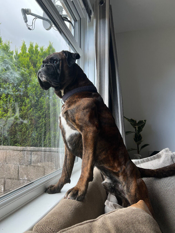 Boxer dog for stud