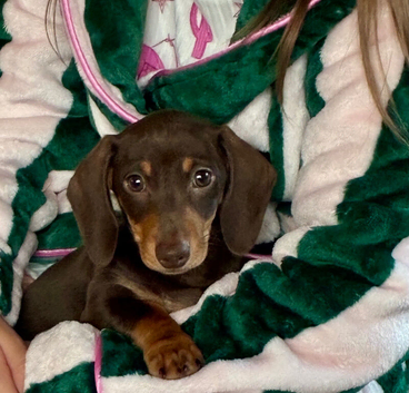 Beautiful Miniature Dachshund Boy