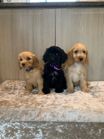 Cockapoos girls and boys