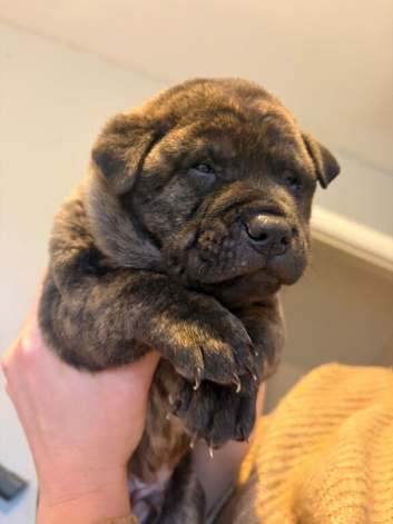 Puppies for sale