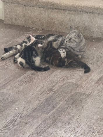 2 x British shorthair kittens