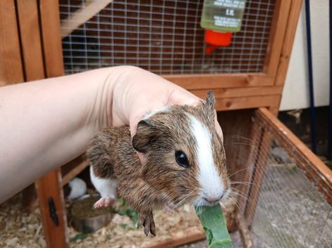 Baby guinea pigs