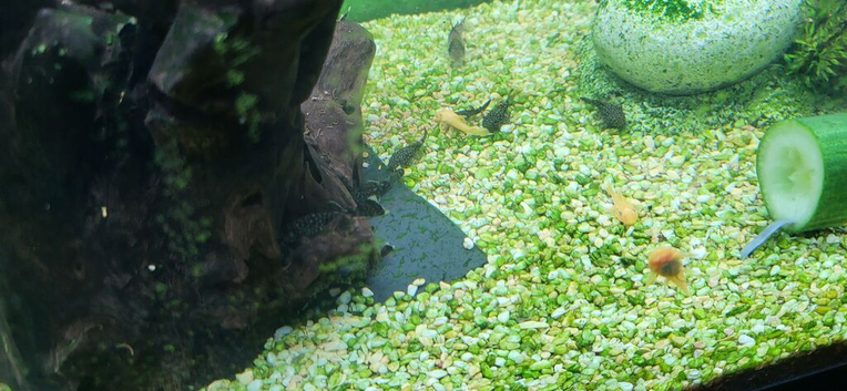 Plecs