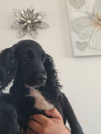 Cocker spaniel puppy