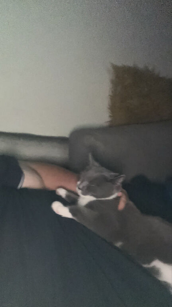 Kitten
