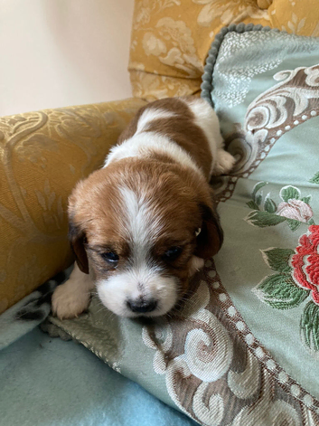 3  lovely CavaJacks for sale
