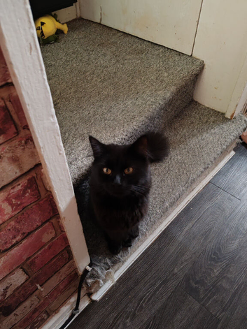 Black boy kitten