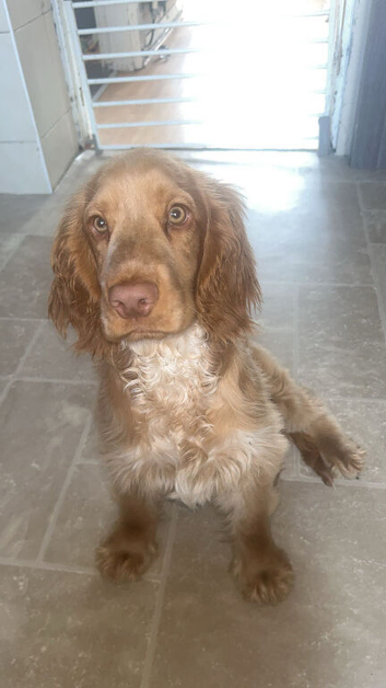 Orange roan cocker