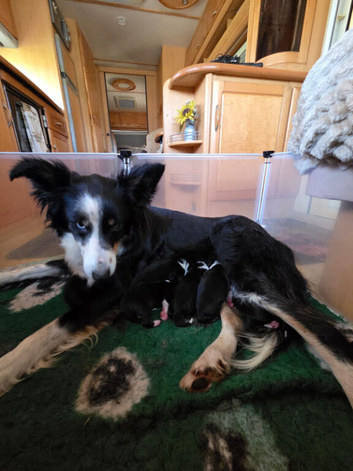 7 beautiful collie pups