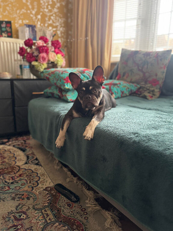Nyla needs a new home