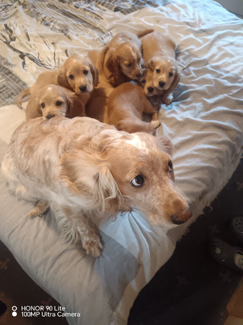 Selling puppies