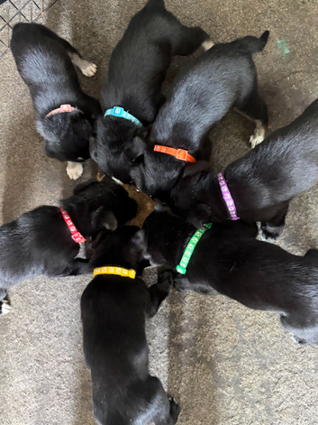 7 beautiful huskadors