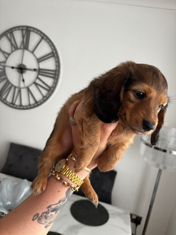 Beautiful Miniature Dachshund Puppies