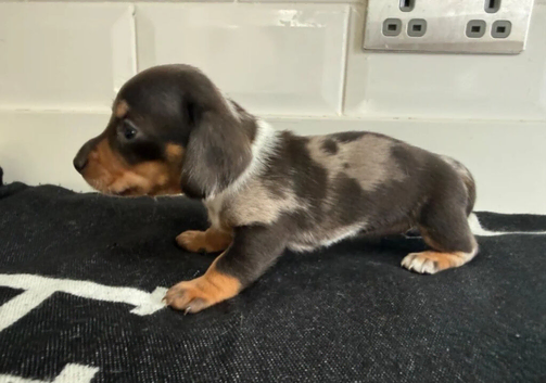Miniature Dachshund Puppies