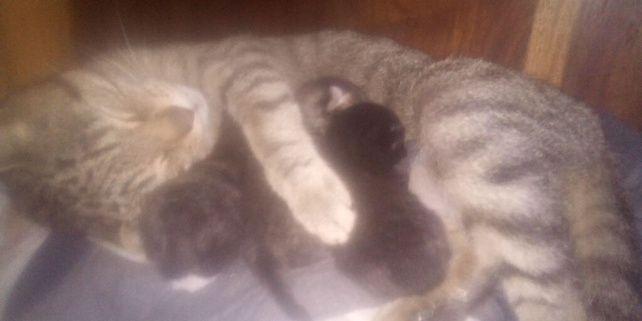 STUNNING ORIENTAL BENGAL HYBRID KITTENS 2 GIRLS 1 BOY RARE COATS BOTH PARENTS CAN BE SEEN READY DECEMBER