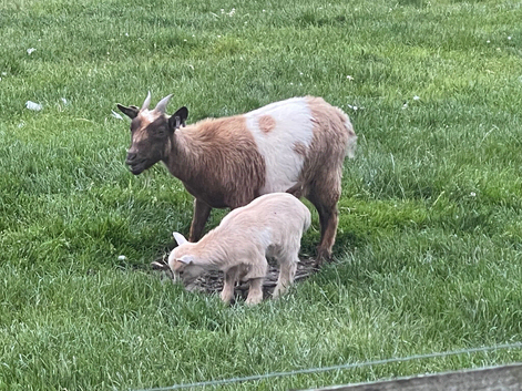 Pygmy goat female pure bred no papers
