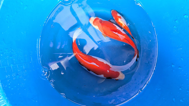 5 large colourful goldfish