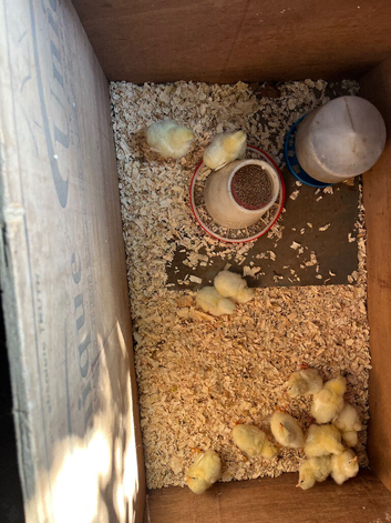 Chicks