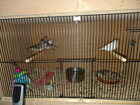 7 this year young zebra finch