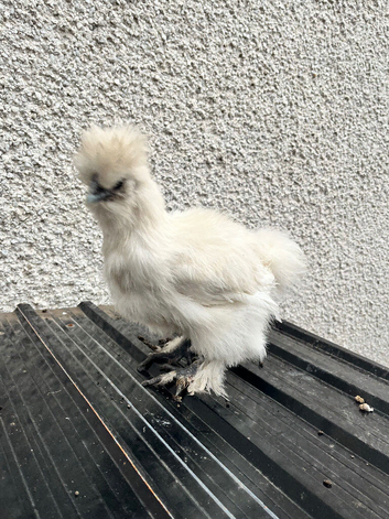 1 silkie for sale
