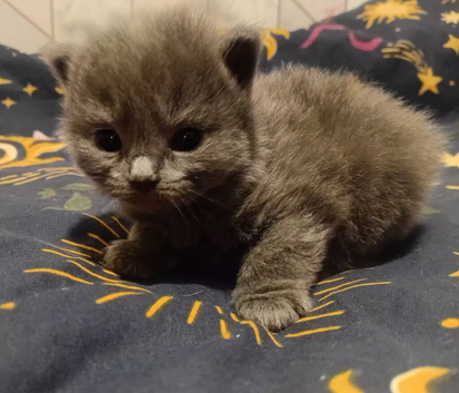 Kittens for sale
