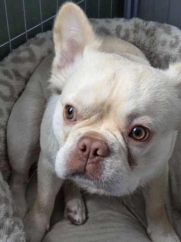 French bulldog