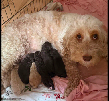 Fb1 cockapoo puppies