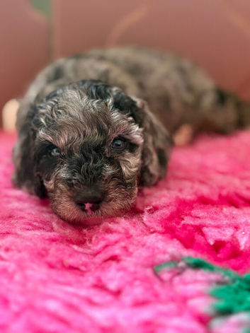 Cockapoo Puppies