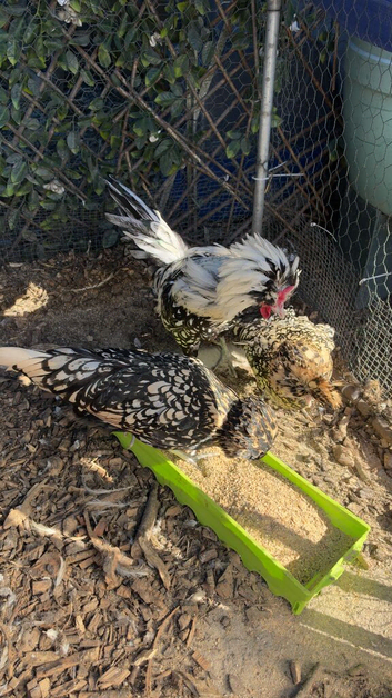 Laced polish trio - 2 hens / 1 cockerel