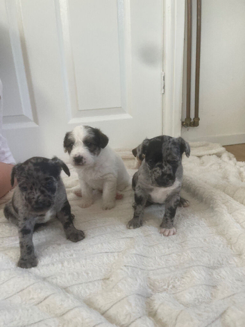 Jack Russell puppies for sale