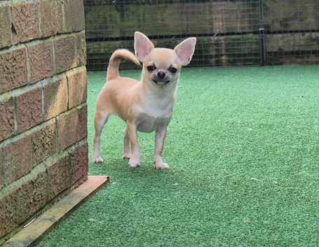 STUNNING TINY FAWN SMOOTH COAT CHIHUAHUA