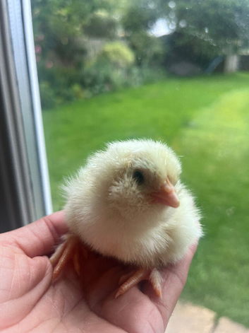 Day old chicks