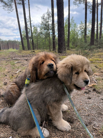 Beautiful puppies for sale