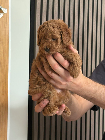 Toy cavapoo puppies
