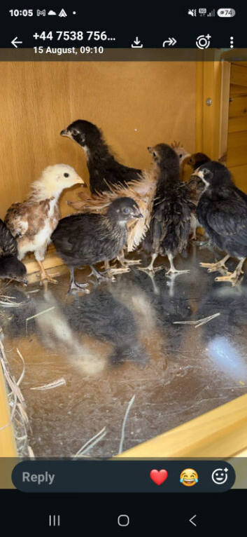 8 WEEK OLD CHICKENS