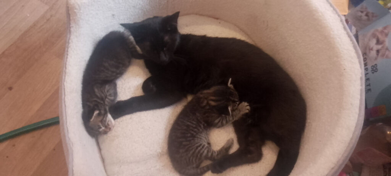 2 adorable tabby kittens looking for a forever home.