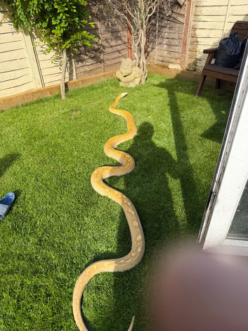 Golden child Reticulated python