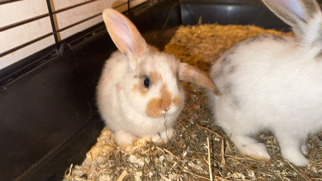Baby Rabbit