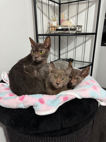 Lykoi kittens