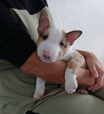 Miniature English Bull terrier