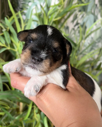 5* KC Tri-Colour Parti & Black Mini Schnauzer