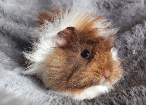 Baby Guinea pigs for sale Ready now