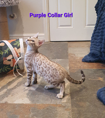 Beautiful TICA Registered Bengal Kittens.